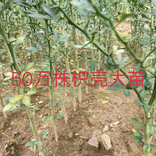 阳朔县枳壳苗 嫁接柑桔类的枮木，