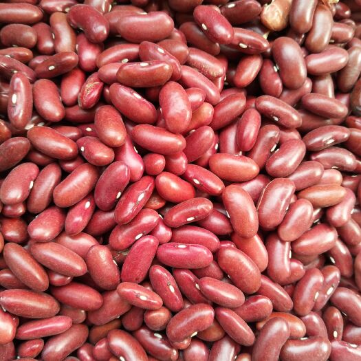 定边县大豆  红芸豆量大品质好，可以提前预定