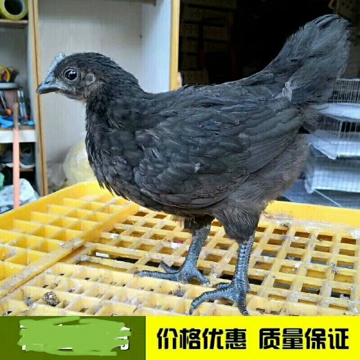 南宁五黑鸡苗 公