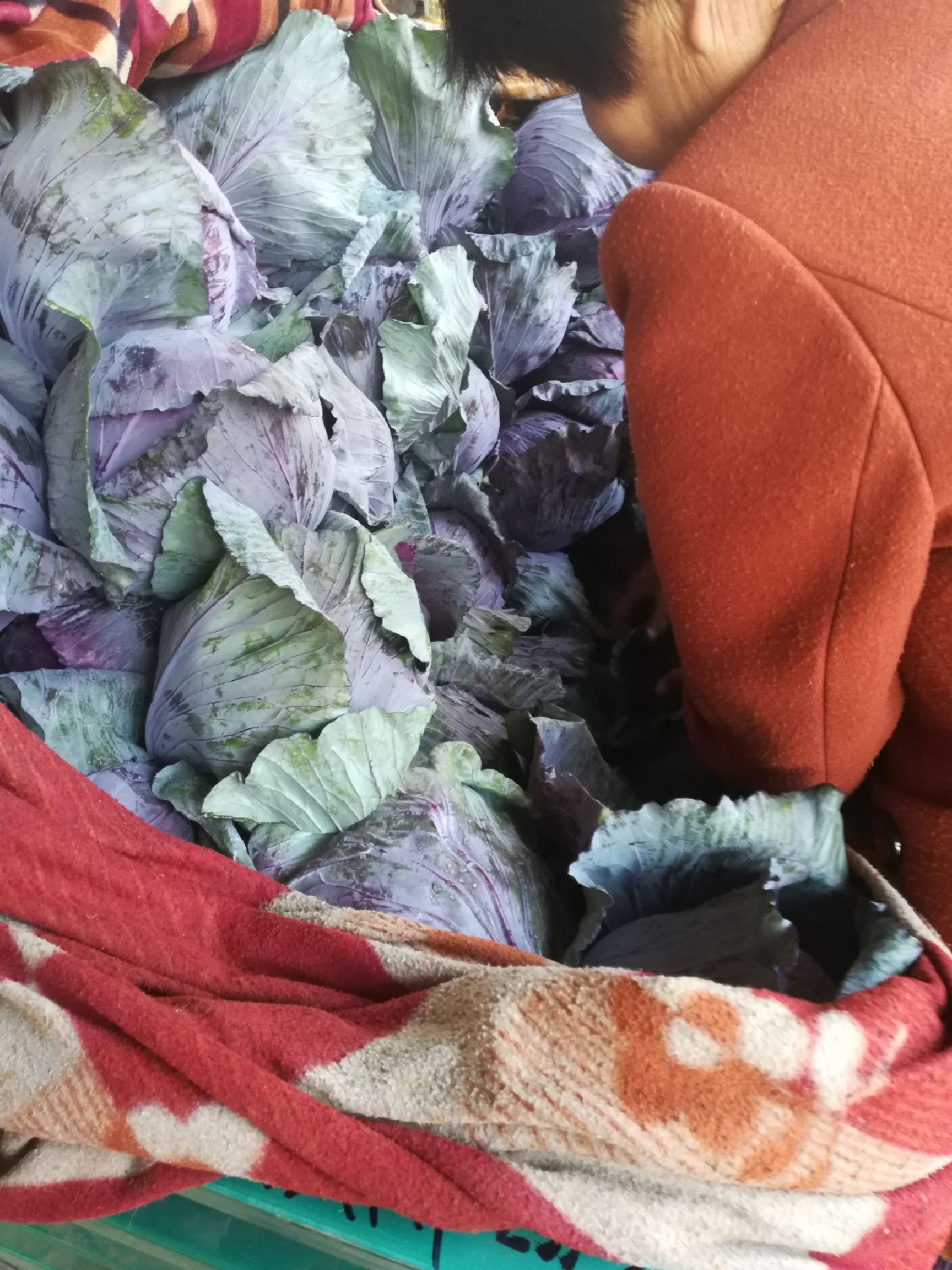 我处紫甘蓝大量上市各种蔬菜