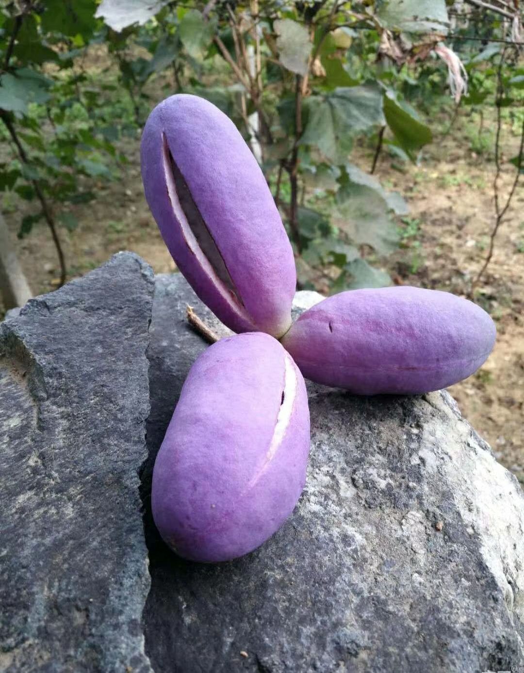 八月瓜苗
