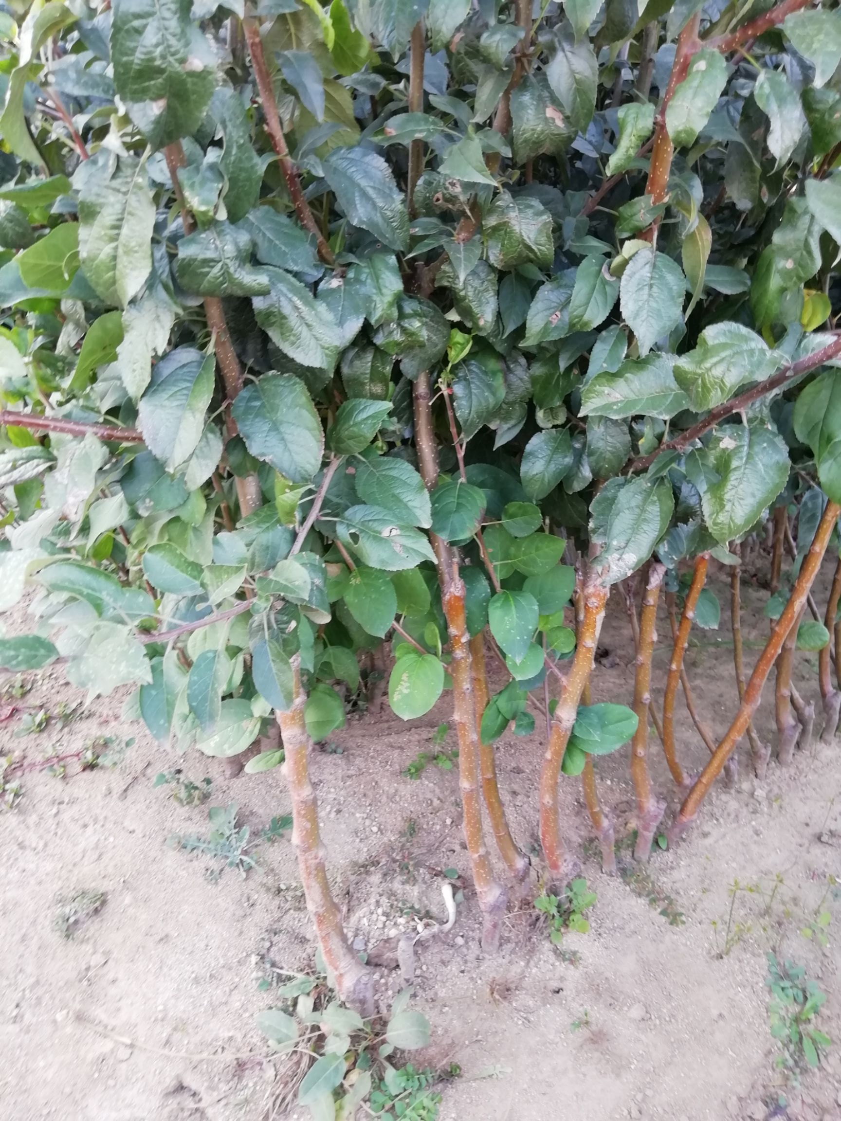 红富士苹果苗  矮化苹果苗