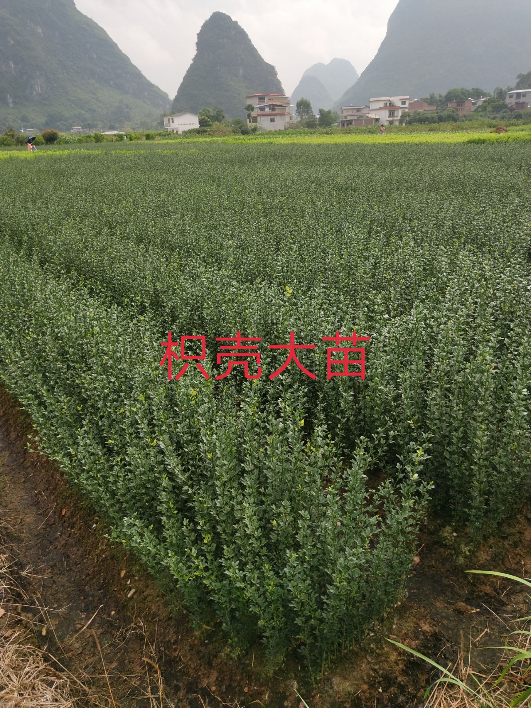 枳壳苗  枳壳大小苗  橘桔苗  篱笆苗 嫁接柑桔类用的枮木