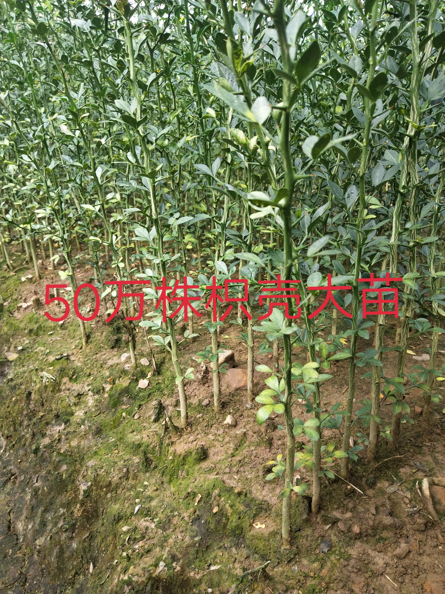 枳壳苗  枳壳大小苗  橘桔苗  篱笆苗 嫁接柑桔类用的枮木