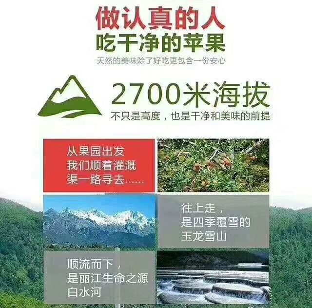 红富士苹果  丽江宁蒗小凉山冰糖心丑苹果