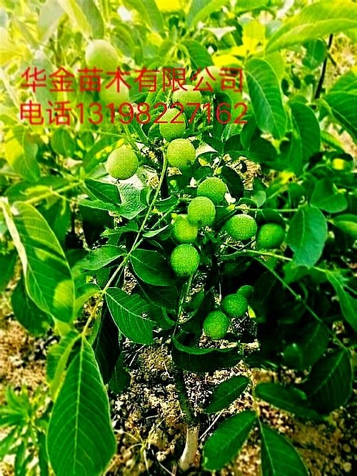 苍溪县8518核桃苗 