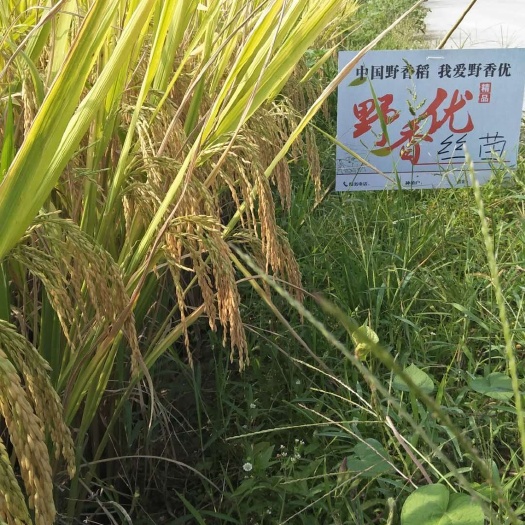 都匀市野香优丝苗大米 绿色食品 晚稻 一等品