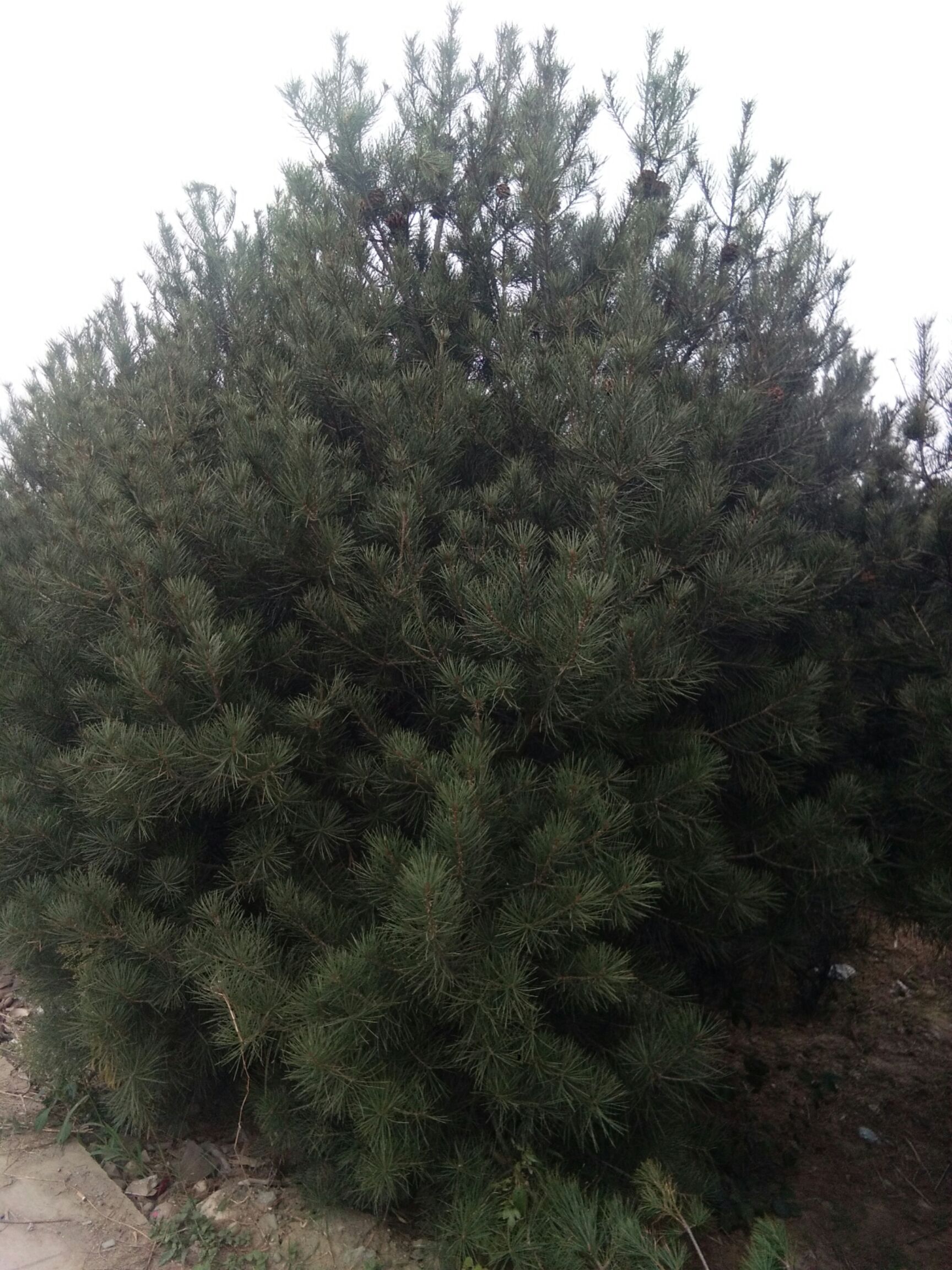 普通白皮松