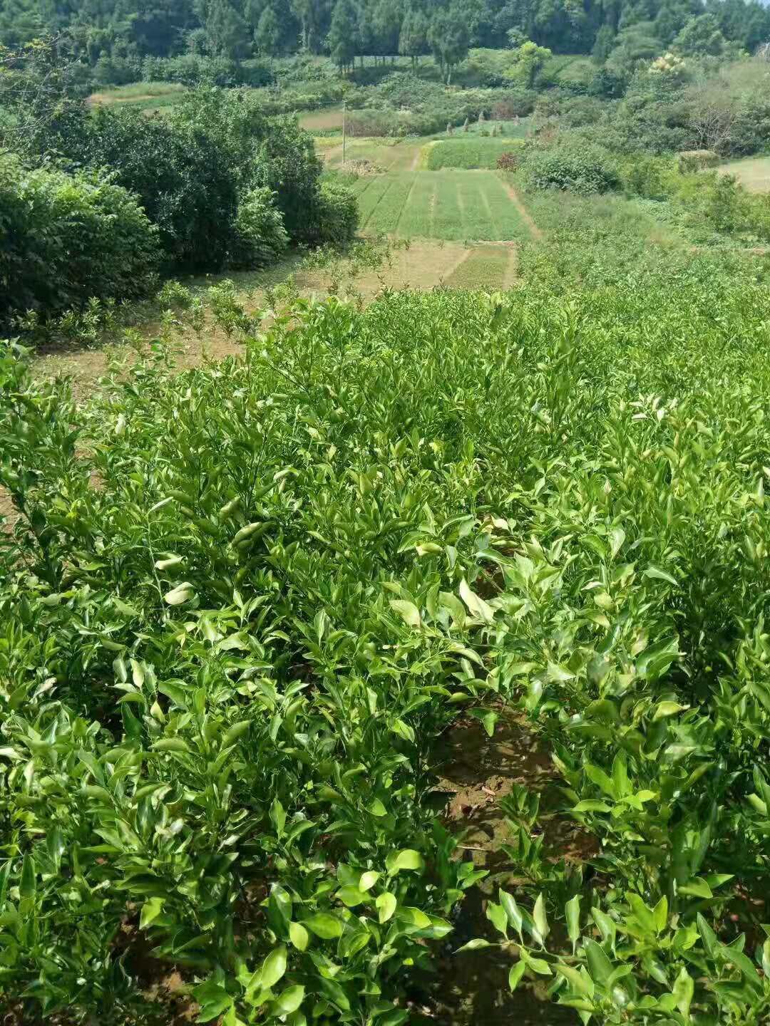 不知火苗 嫁接苗 0.2~0.35米 