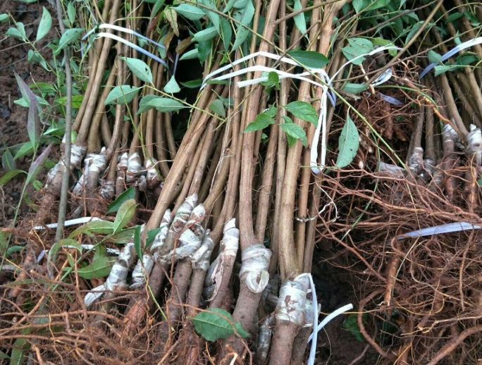 苍溪县脆红李苗