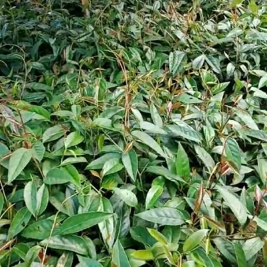 通道县粉红黑老虎苗