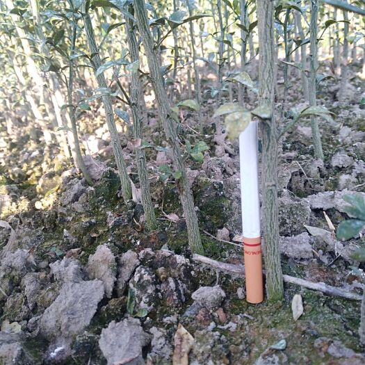 永福县种植枳壳苗