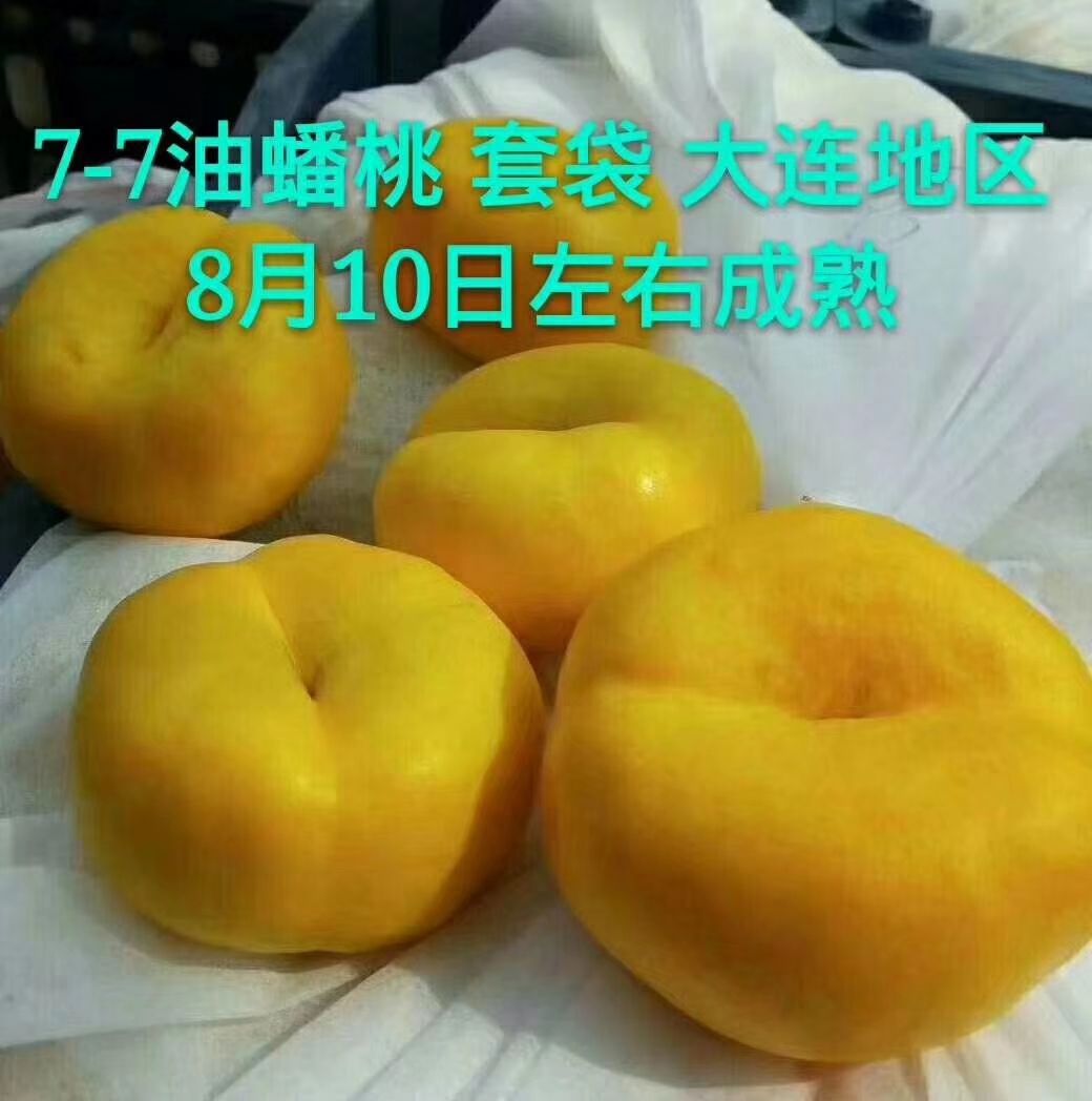 油桃苗  桃树苗，桃苗，辽宁桃苗，辽宁桃树苗，中油4号桃苗，油蟠桃苗