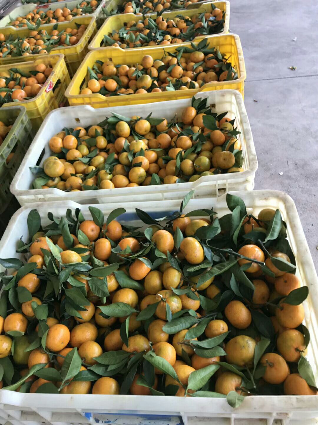 臭皮柑 3 - 3.5cm 1两以下 