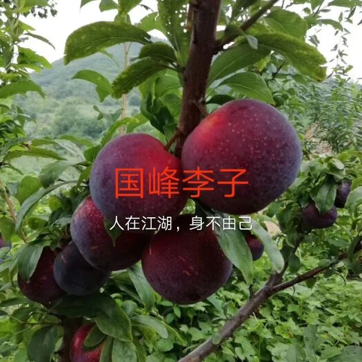 营口国峰7号李子苗  国峰7李子苗，嫁接苗，红肉李子苗
