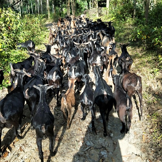 阳江黑山羊 50-80斤