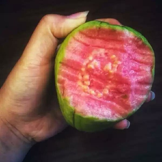 漳州 红心芭乐番石榴