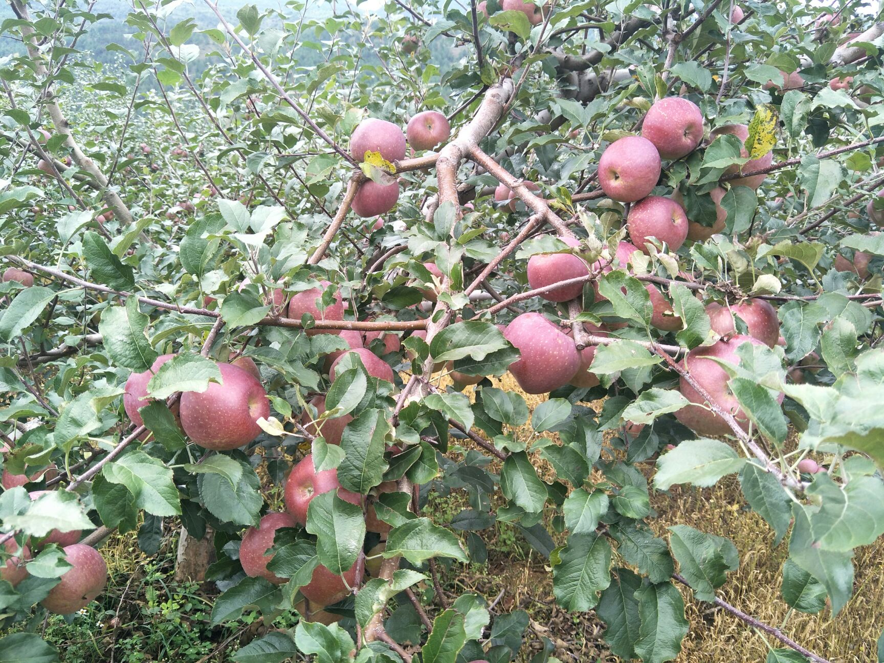 红富士苹果 光果 全红 75mm以下 