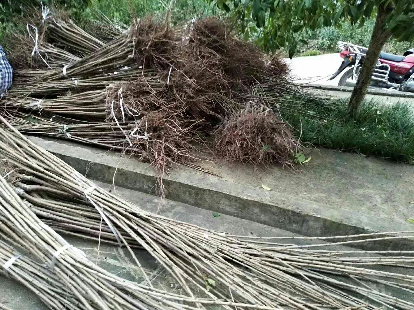 樱桃苗  四川广元产地直售：红灯笼，玛瑙红，乌克兰，及实生苗