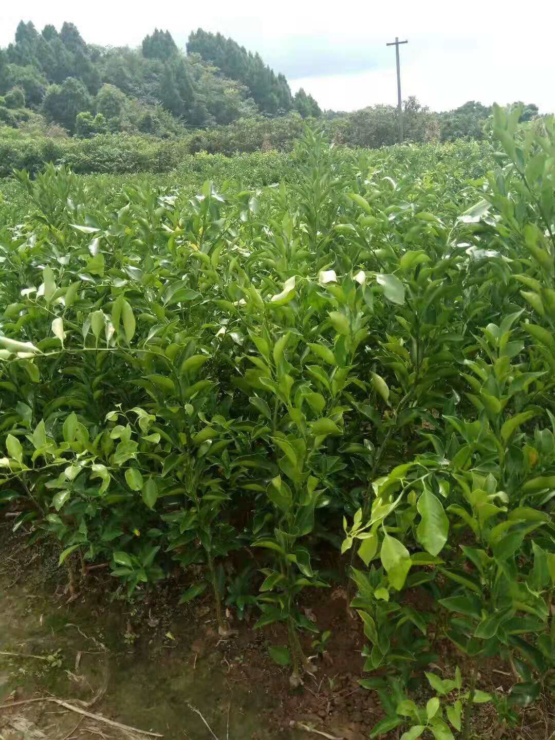 不知火苗 嫁接苗 0.2~0.35米 