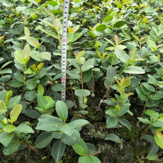 分宜县油茶苗