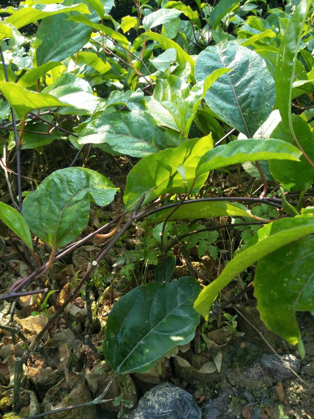 黃花風鈴木種子黃花風玲種子今年新採發芽高