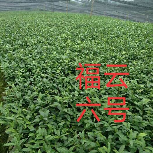 三江县福云6号茶树苗 独本苗 0.5米以下