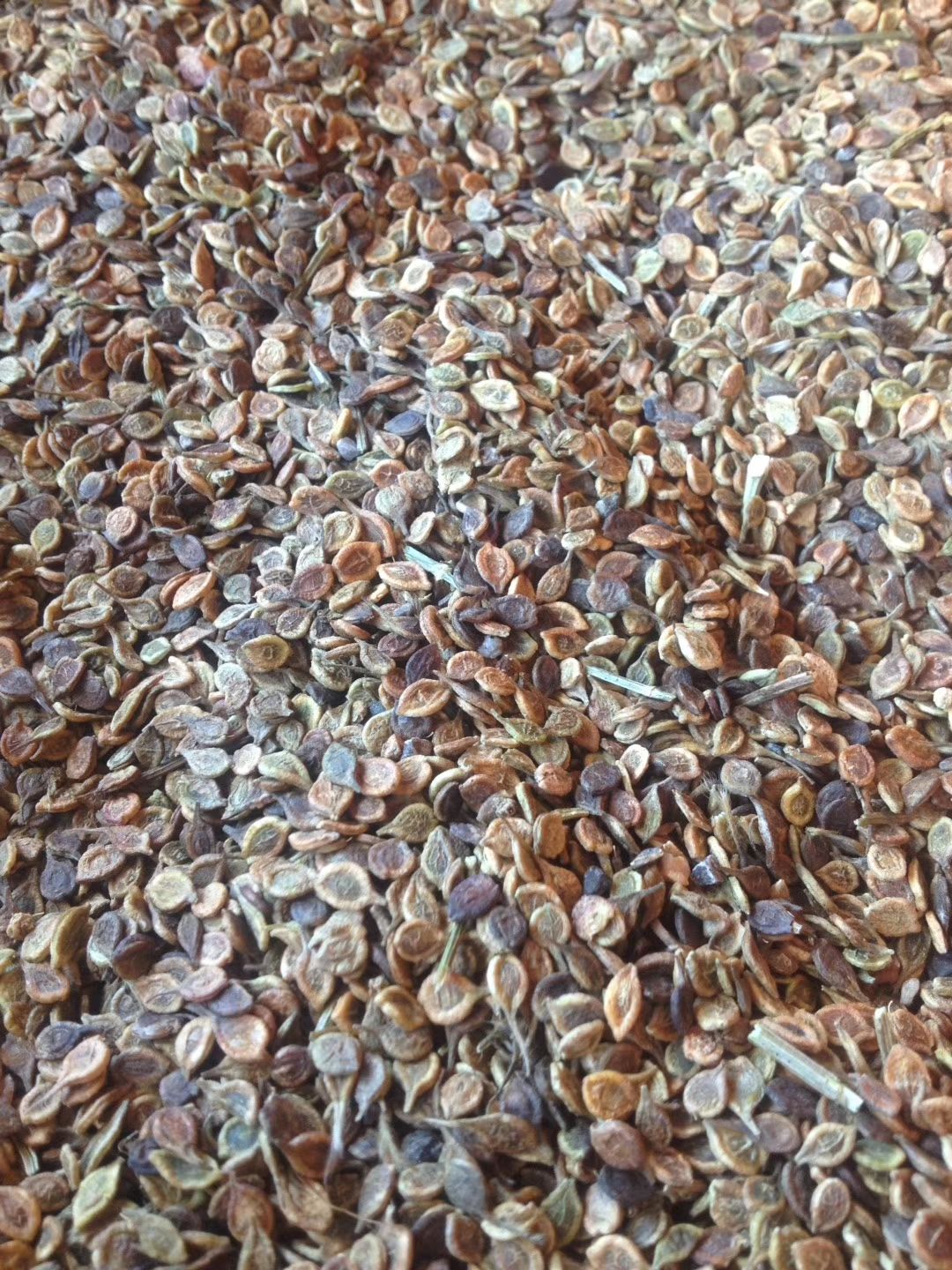 威灵仙     威灵仙苗    二年苗