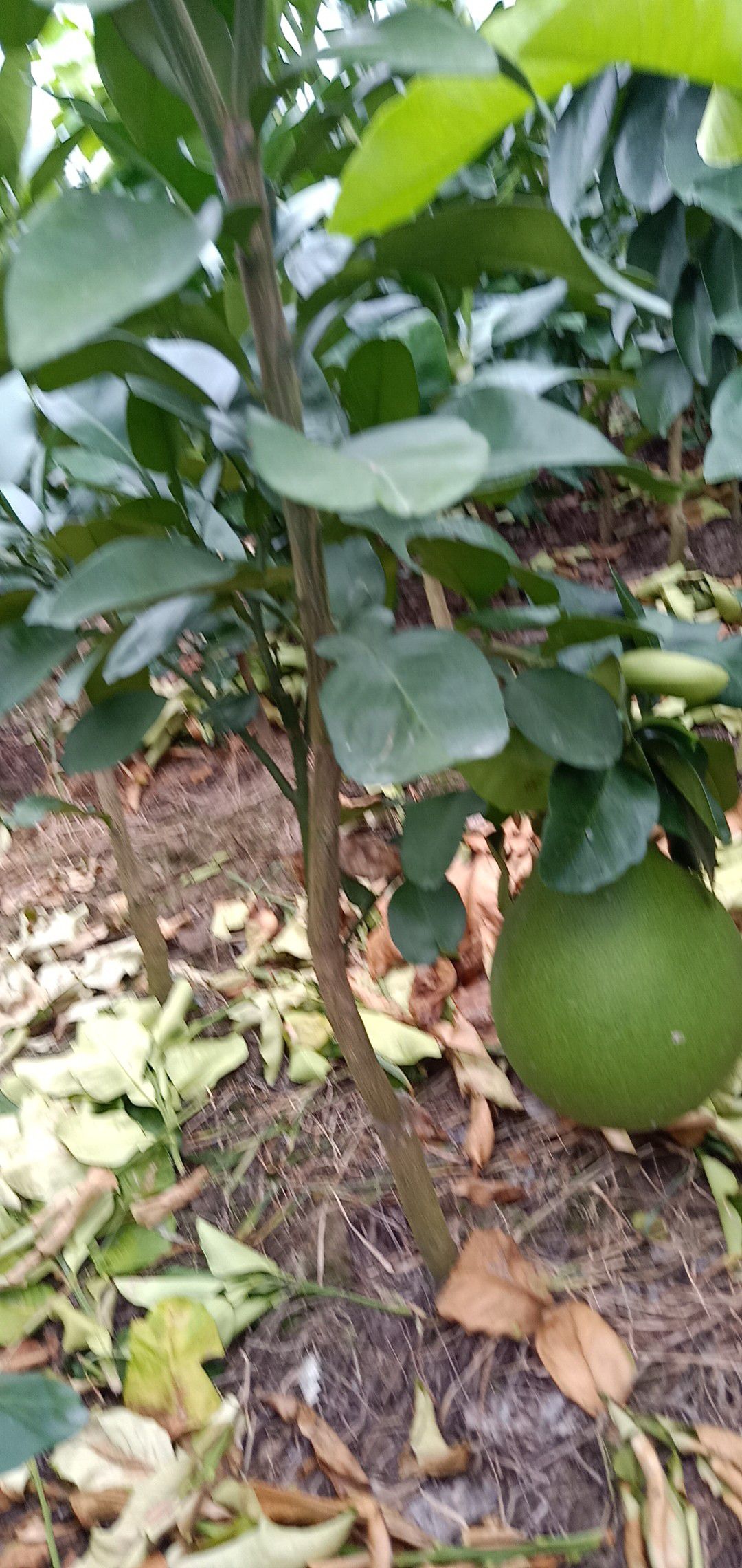 红心柚苗