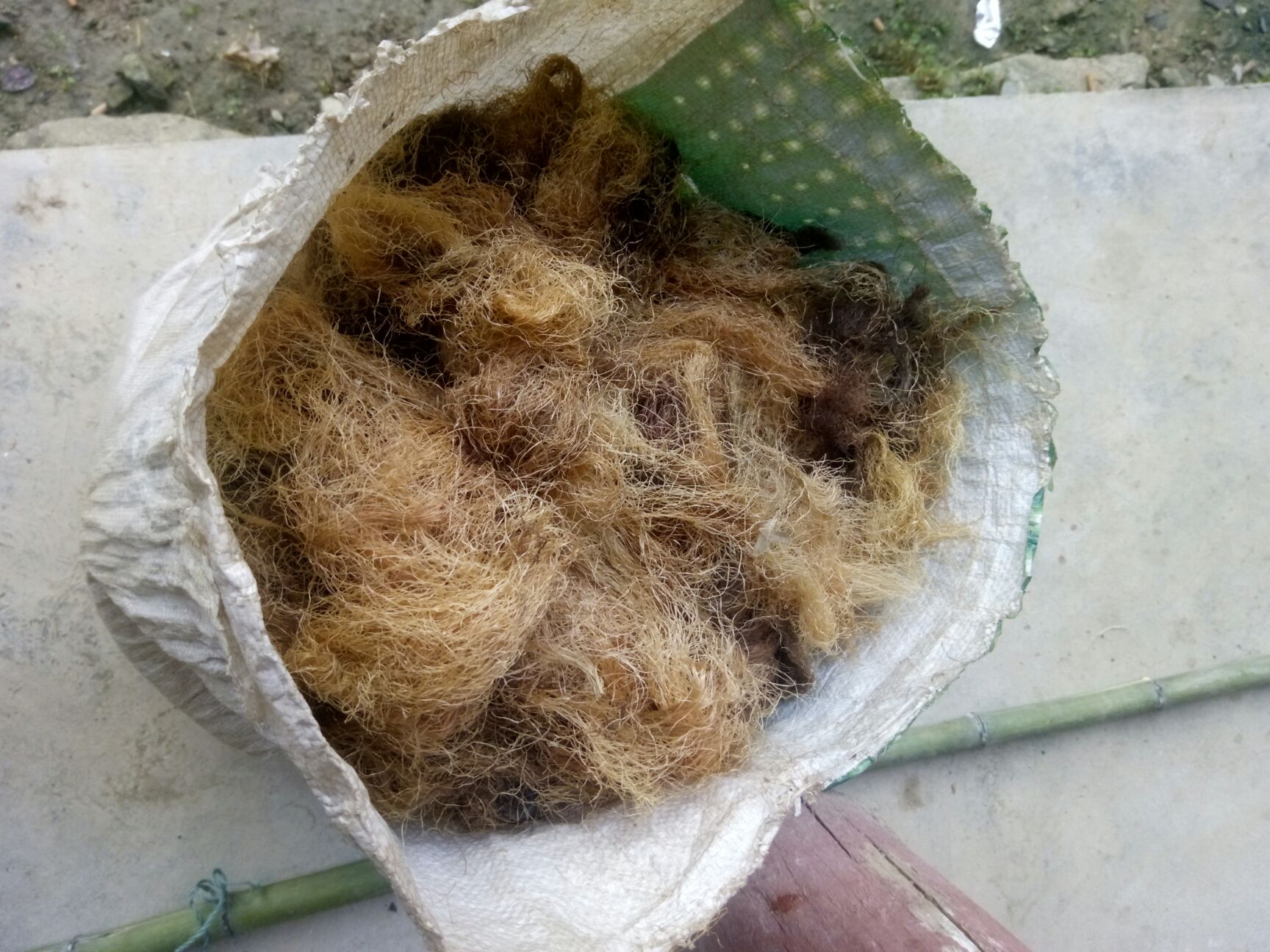 略阳玉米须中药材天然加工无硫磺陕西汉中地道草本材料批发零售