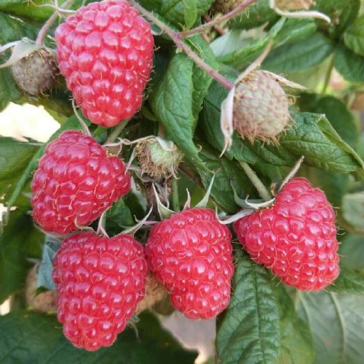  紅樹(shù)莓苗紅樹(shù)莓包教種植技術(shù)