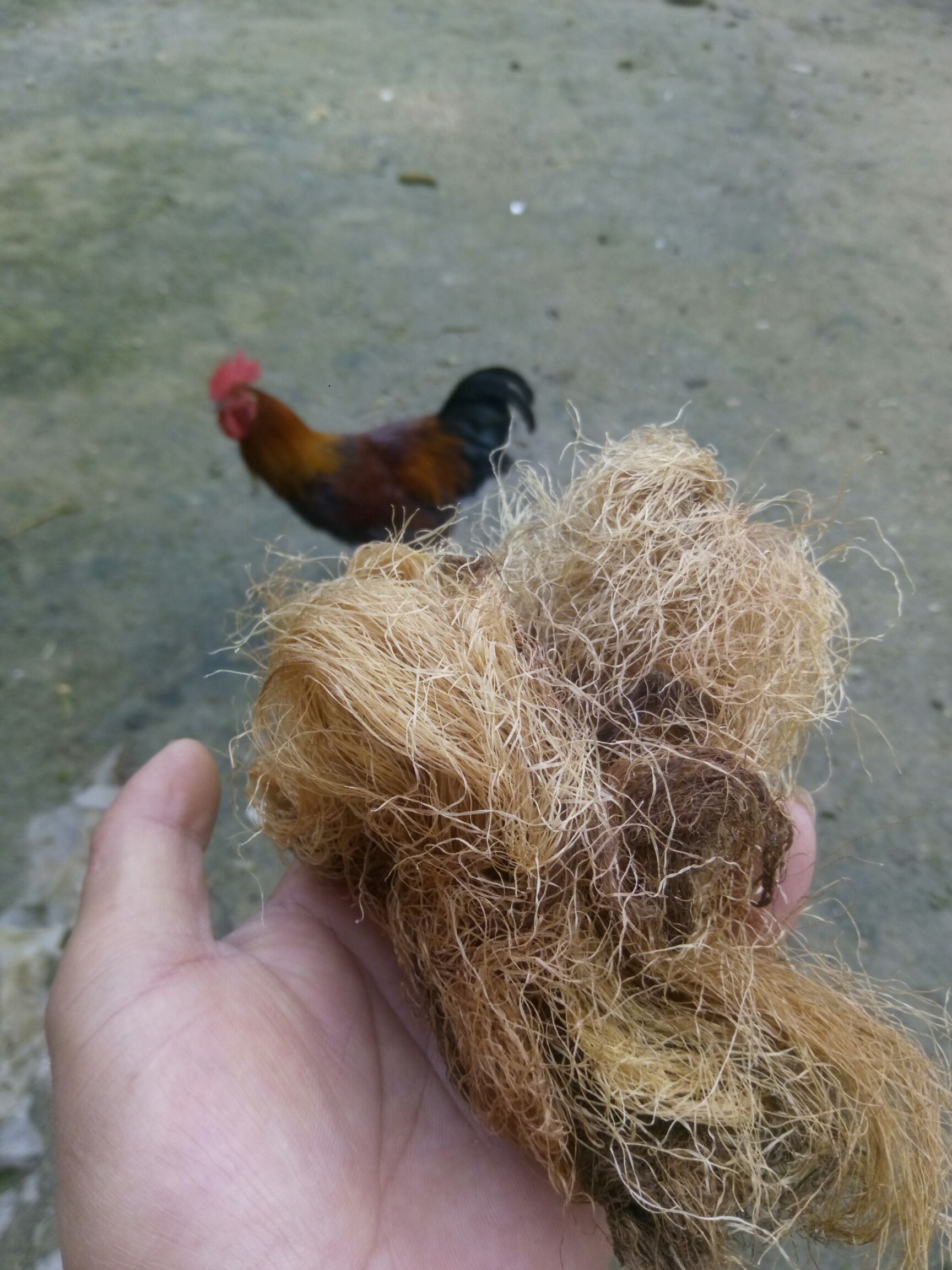 略阳玉米须中药材天然加工无硫磺陕西汉中地道草本材料批发零售