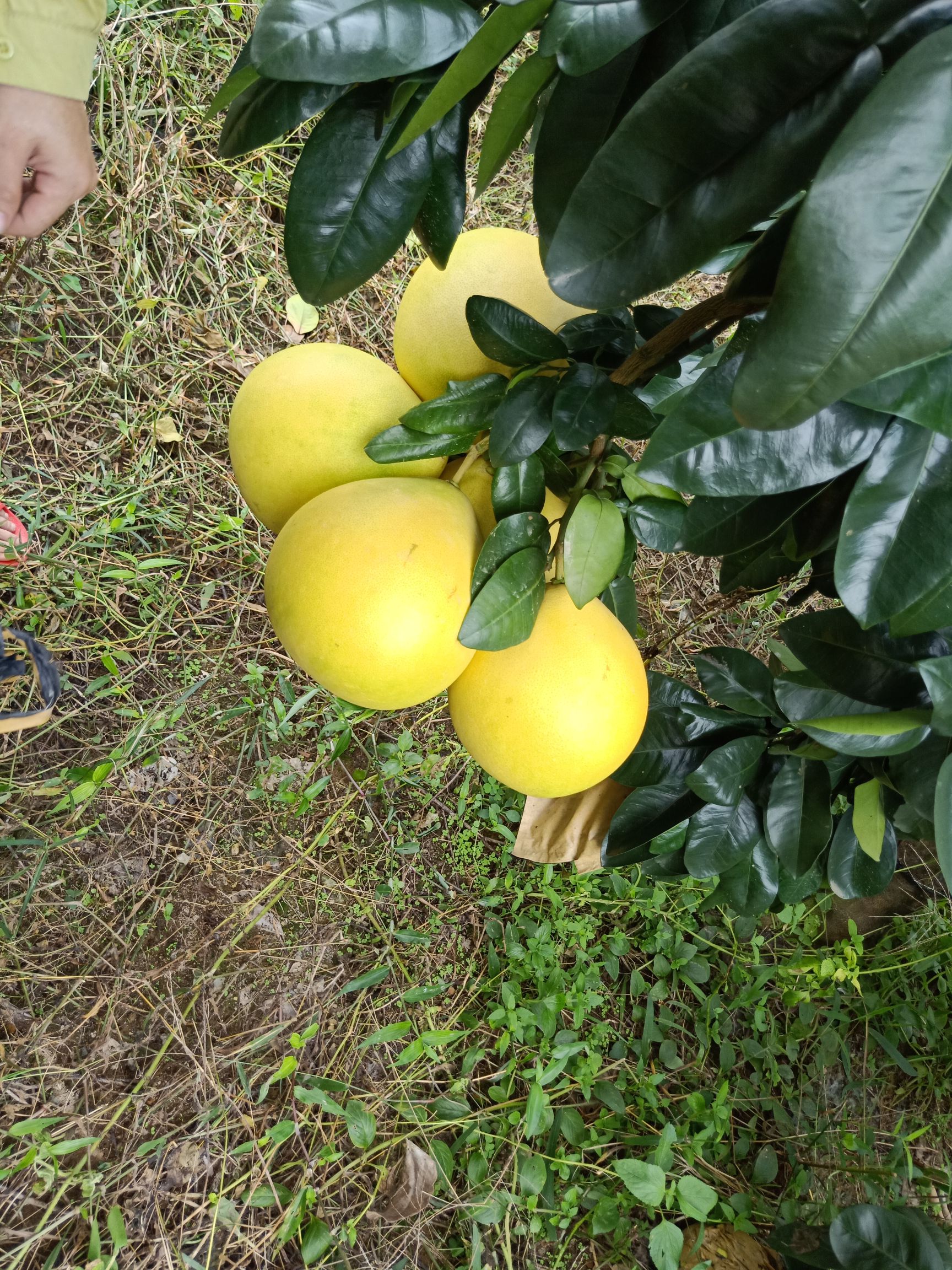 红心柚苗