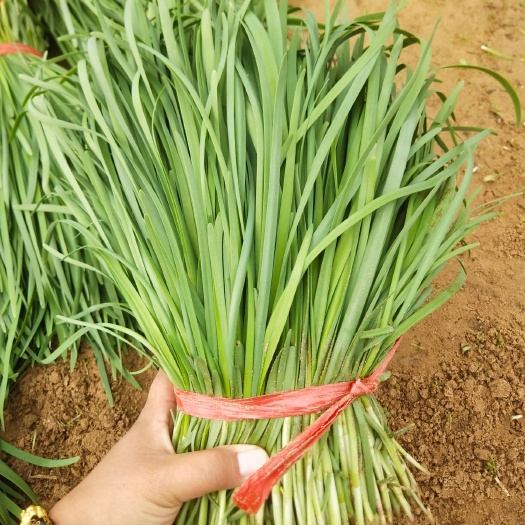 乐亭县大叶韭菜 头茬 20~30cm