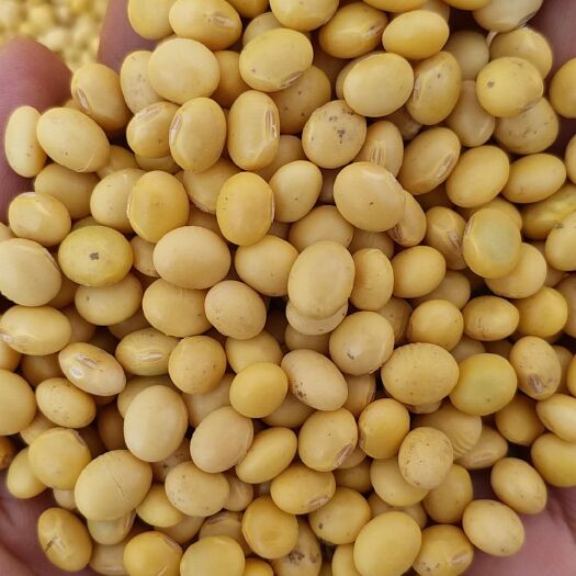 洪湖市皖豆35 生大豆 1等品