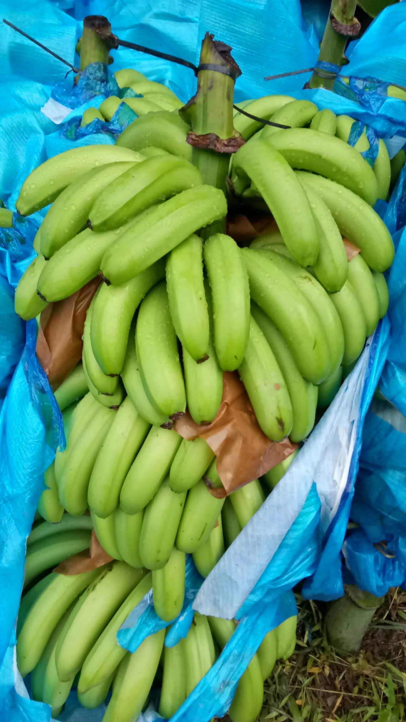 缅甸香蕉 七成熟 40斤以下