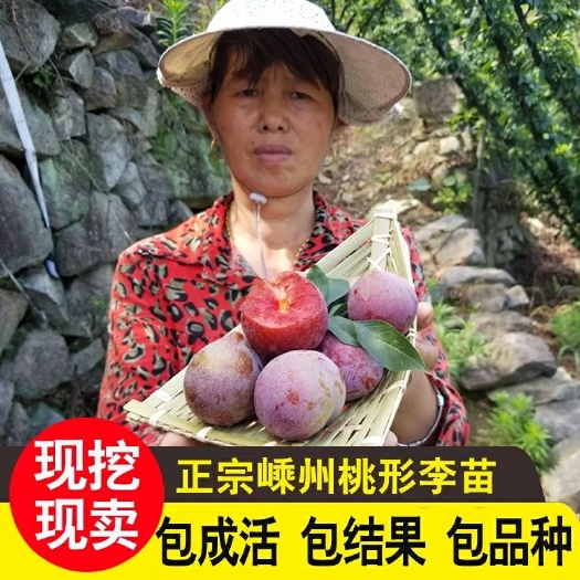 嵊州市桃形李苗  嫁接李子苗嵊州青脆红心李果树果苗脱骨蜂糖李冰糖李苗