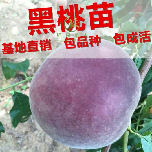 平邑县黑桃苗 1~1.5米 