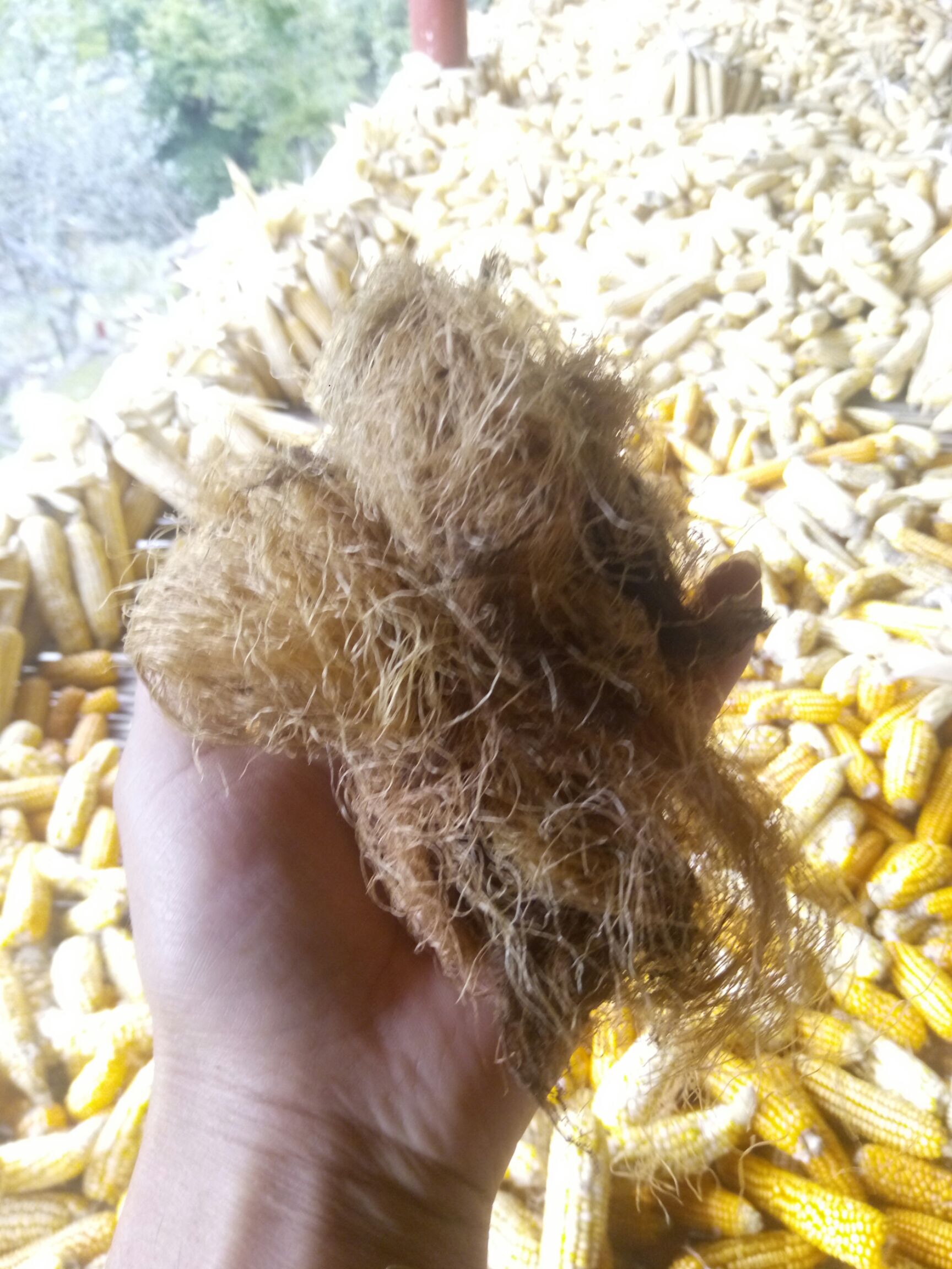 略阳玉米须中药材天然加工无硫磺陕西汉中地道草本材料批发零售