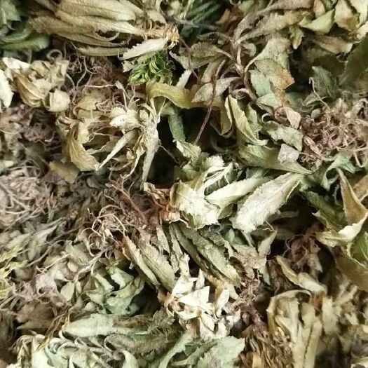 昆明其它全草类  千层塔