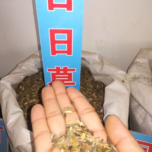 百日草种子