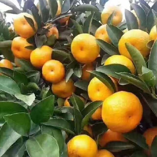 南丰县贡桔