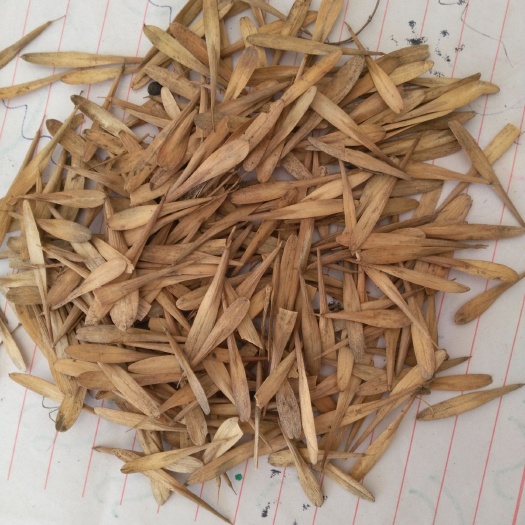 白蜡种子