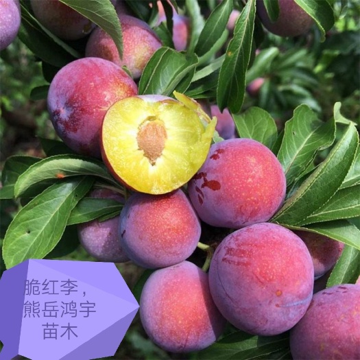 营口秋姬李子苗  辽宁李子苗，秋红李子苗，耐寒李子苗，辽宁秋红李子苗，脆红李子