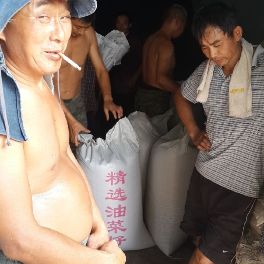 荆门油菜籽  新荆门菜籽闻名全国,颗粒饱满含油40至43斤油色金