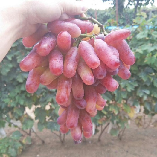 泰安玫瑰王葡萄苗 