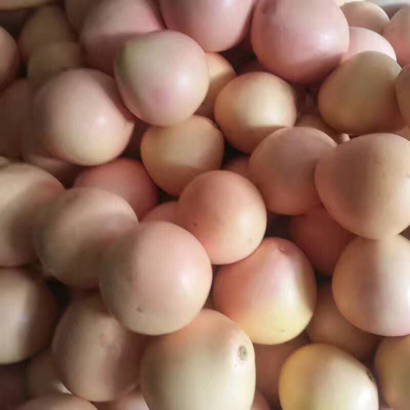 红心柚苗