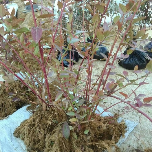 泰安薄雾蓝莓苗 兔眼蓝莓苗批发l2-5花香蓝莓苗