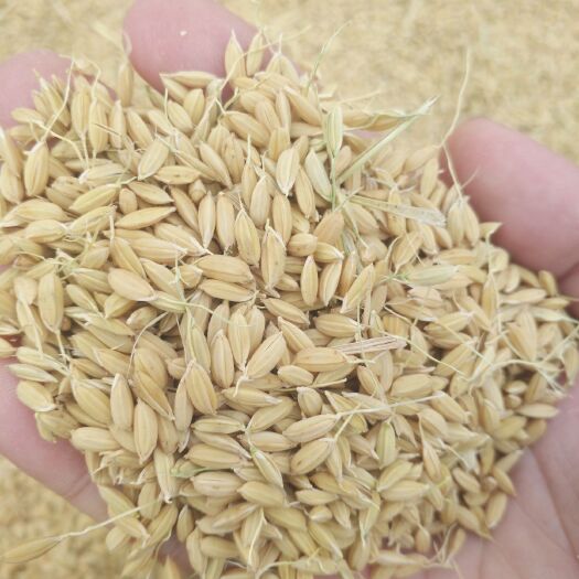 巴林右旗长粒香大米 有机大米 早稻 一等品