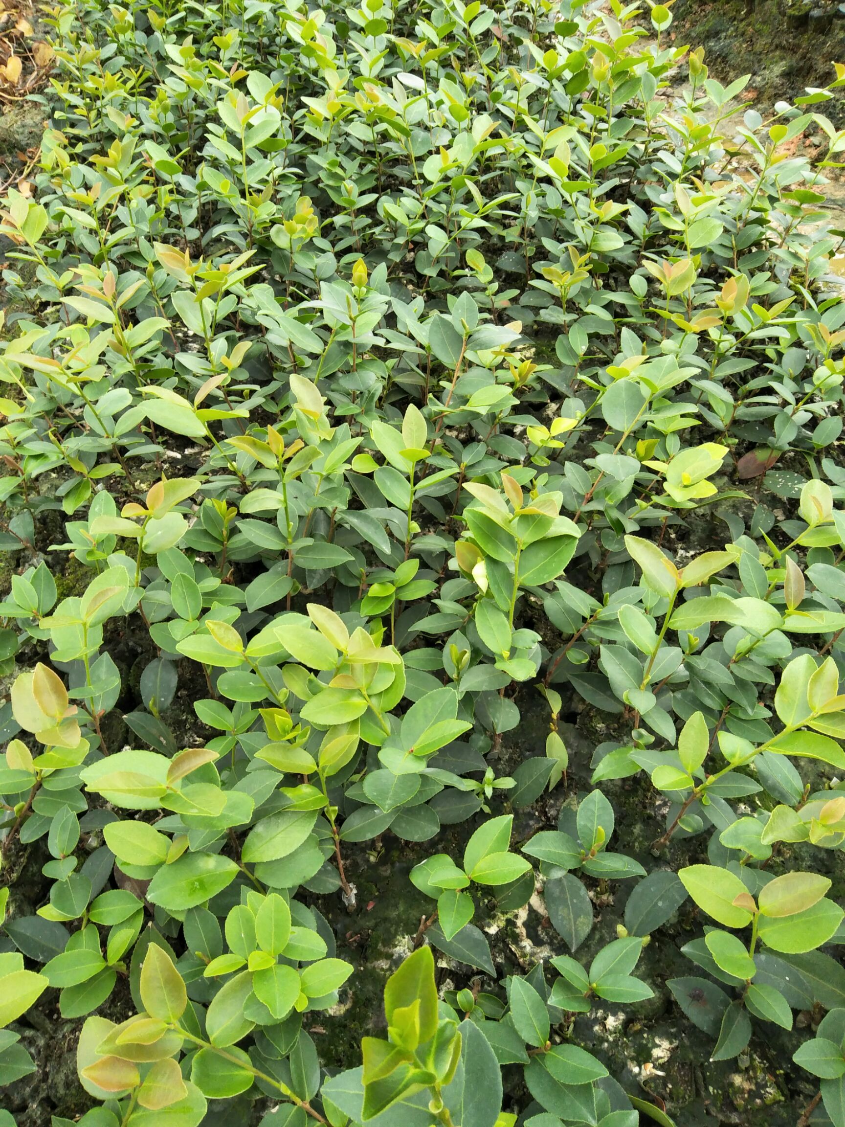 长林系列油茶 长林系嫁接油茶苗棵杯苗